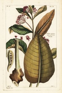 Algodoncillo común, Asclepias syriaca