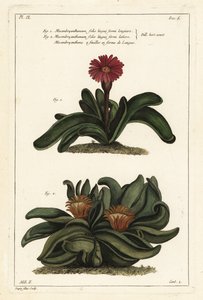 Planta de cuerno de alce, Rhombophyllum dolabriforme (Mesembryanthemum dolabriforme) de the Younger Dupin