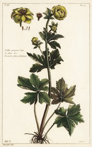Globo de oro, Trollius europaeus, Linn de the Younger Dupin