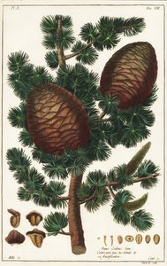 Cedro del Líbano, Cedrus libani Pinus cedrus Linn