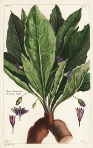 Mandrágora, hembra, Mandragora officinarum, Atropa mandragora, Mandragore femelle de the Younger Dupin