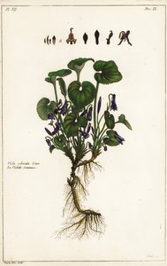 Violeta dulce, Viola odorata, Linn de the Younger Dupin