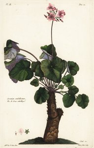 Especies no resueltas de geranio, Geranium umbellicatum de the Younger Dupin