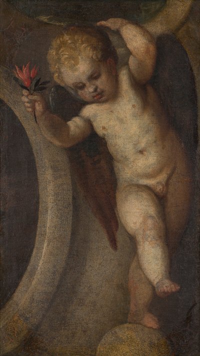 Putto con flor roja, c.1548-88 (óleo sobre lienzo) de Veronese