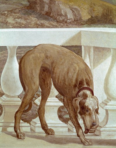 Perro en un balcón (detalle) de Veronese