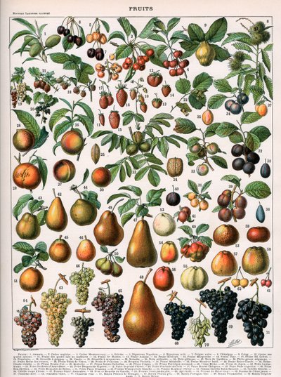 Ilustración de variedades de frutas, c.1905-10 (litografía en color) de (after) Alillot