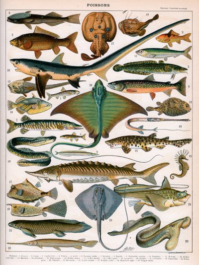 Ilustración de Peces del Océano, c.1905-10 de (after) Alillot