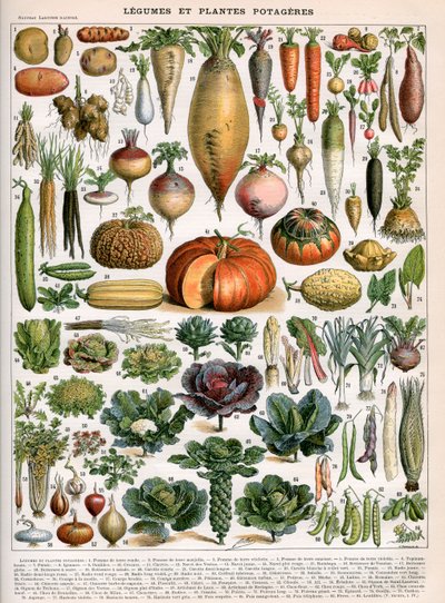 Ilustración de variedades vegetales, c.1905-10 de (after) Alillot