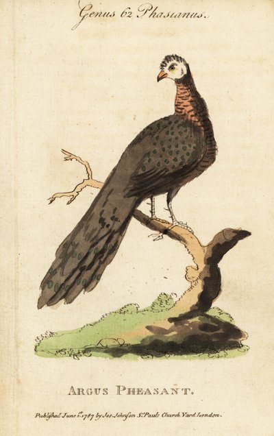 Gran faisán argus, Argusianus argus de (after) English School