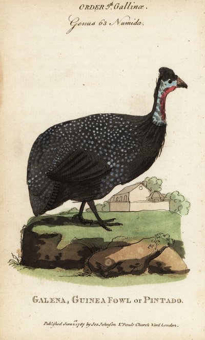Gallina de Guinea con casco, Numida meleagris de (after) English School