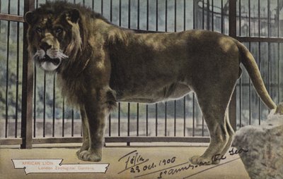 León africano, Jardines Zoológicos de Londres (foto en color) de (after) English photographer