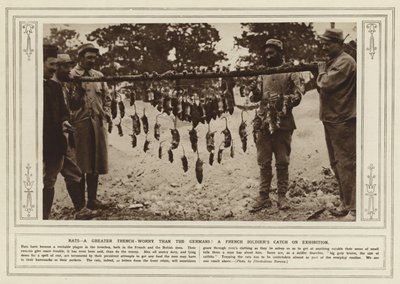 Las ratas, ¡más preocupantes que los alemanes! La captura de un soldado francés en exhibición (foto b/n) de (after) English photographer
