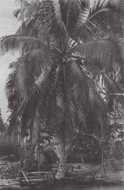 Singapur: Cocoanut Tree (foto b/n) de (after) English photographer