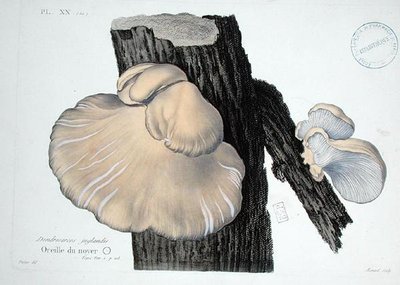 Dendrosarcos juglandis, placa 20 de 