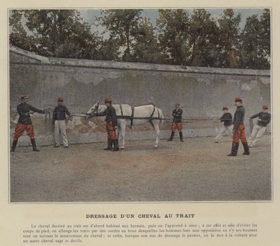 Entrenamiento de un caballo de tiro (foto coloreada) de (after) French Photographer