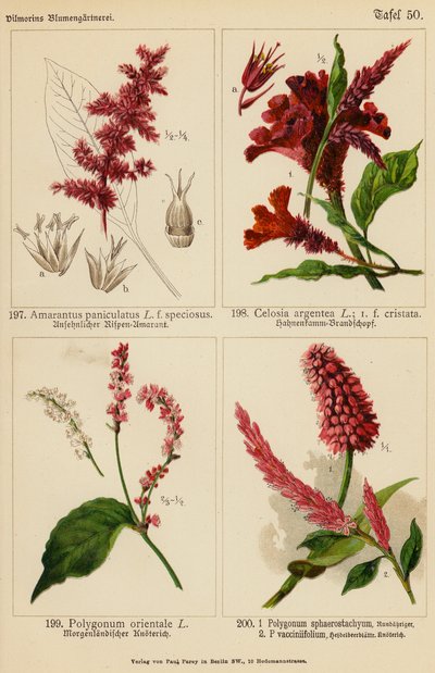 Amarantus Paniculatus, Celosia Argentea, Polygonum Orientale, Polygonum Sphaerostachyum, Polygonum Vacciniifolium (litografía en color) de (after) German School