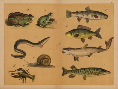 Anfibios, moluscos y peces (litografía en color) de (after) German School
