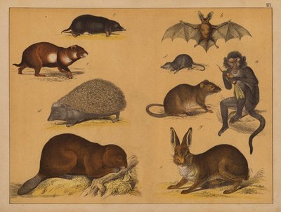 Animales (litografía en color) de (after) German School