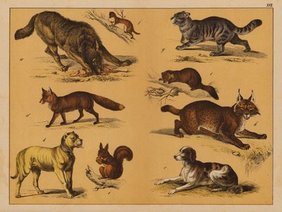 Animales (litografía en color) de (after) German School