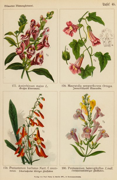 Antirrhinum Majus, Maurandia Semperflorens, Pentastemon Barbatus, Pentastemon Heterophyllus (litografía en color) de (after) German School