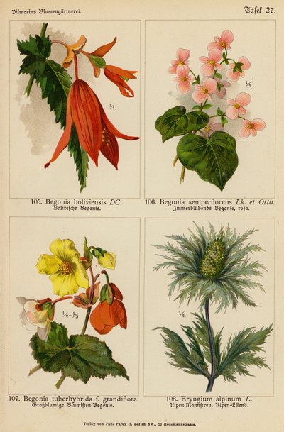 Begonia Boliviensis, Begonia Semperflorens, Begonia Tuberhybrida, Eryngium Alpinum (litografía en color) de (after) German School