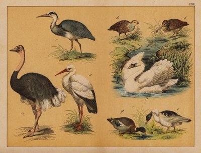Pájaros (litografía en color) de (after) German School