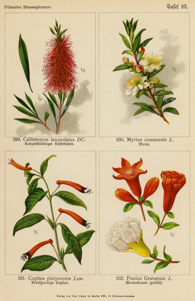 Callistemon Lanceolatus, Myrtus Communis, Cuphea Platycentra, Punica Granatum (litografía en color) de (after) German School