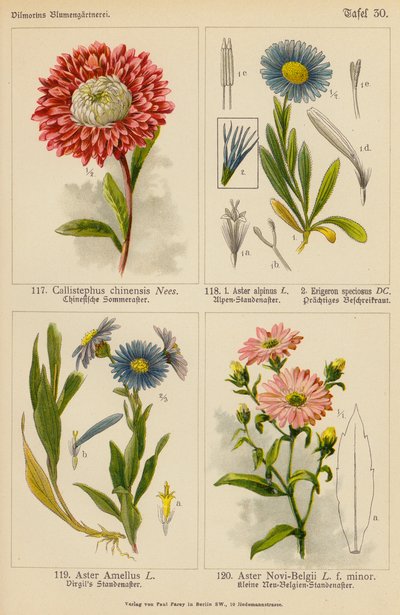 Callistephus Chinensis, Aster Alpinus, Erigeron Speciosus, Aster Amellus, Aster Novi-Belgii (litografía en color) de (after) German School