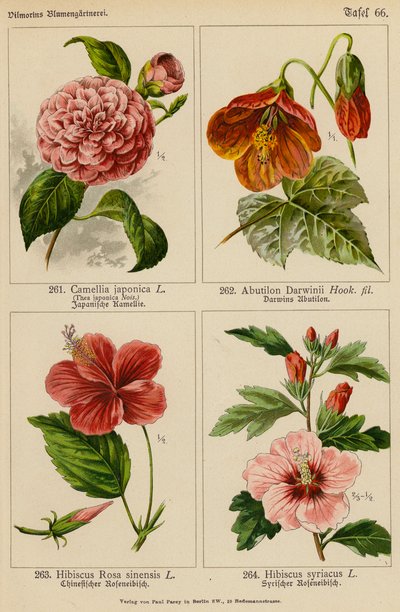 Camellia Japonica, Abutilon Darwinii, Hibiscus Rosa Sinensis, Hibiscus Syriacus (litografía en color) de (after) German School