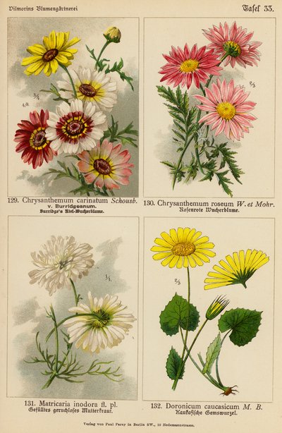 Chrysanthemum Carinatum, Chrysanthemum Roseum, Matricaria Inodora, Doronicum Caucasicum (litografía en color) de (after) German School