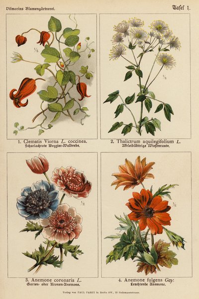 Clematis Viorna, Thalictrum Aquilegifolium, Anemone Coronaria, Anemone Fulgens (litografía en color) de (after) German School