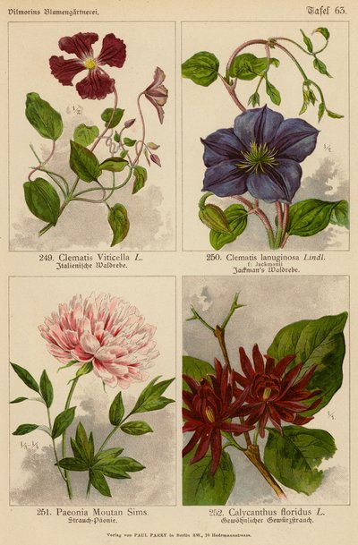 Clematis Viticella, Clematis Lanuginosa, Paeonia Moutan Sims, Calycanthus Floridus (litografía en color) de (after) German School