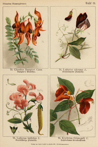 Clianthus Dampieri, Lathyrus Odoratus, Lathyrus Latifolius, Erythrina Crista-galli (litografía en color) de (after) German School