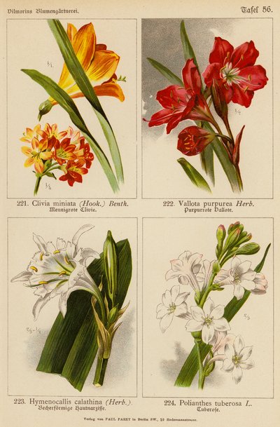 Clivia Miniata, Vallota Purpurea, Hymenocallis Calathina, Polianthes Tuberosa (litografía en color) de (after) German School