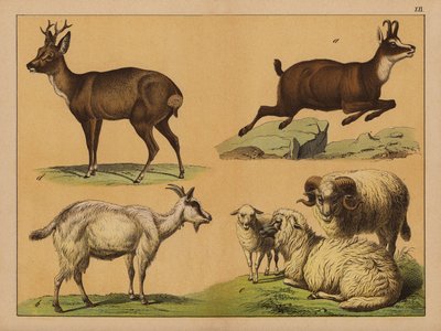 Ciervos, ovejas y cabras (litografía en color) de (after) German School