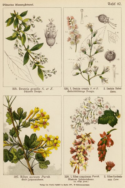 Deutzia Gracilis, Deutzia Crenata, Deutzia Sieboldiana, Ribes Aureum, Ribes Sanguineum, Ribes Gordonianum (litografía en color) de (after) German School