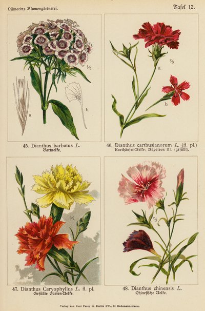 Dianthus Barbatus, Dianthus Carthusianorum, Dianthus Caryophyllus, Dianthus Chinensis (litografía en color) de (after) German School