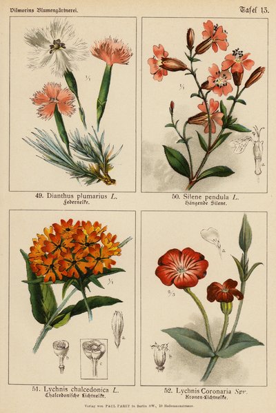 Dianthus Plumarius, Silene Pendula, Lychnis Chalcedonica, Lychnis Coronaria (litografía en color) de (after) German School