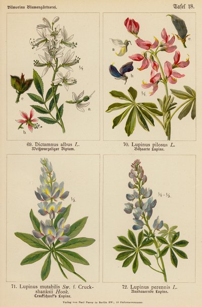Dictamnus Albus, Lupinus Pilosus, Lupinus Mutabilis, Lupinus Perennis (litografía en color) de (after) German School