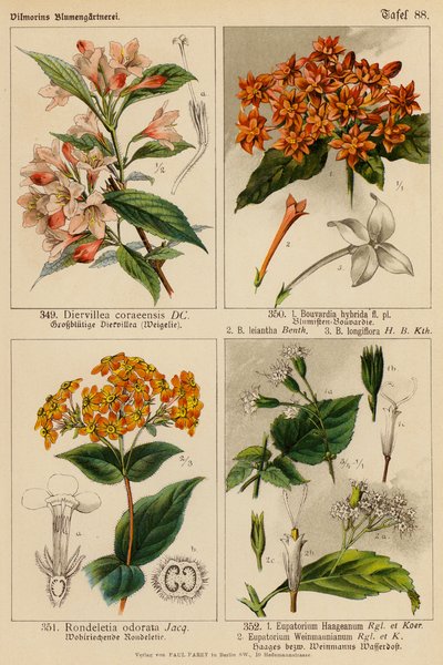 Diervillea Coraeensis, Bouvardia Hybrida, Bouvardia Leiantha, Bouvardia Longiflora, Rondeletia Odorata, Eupatorium Haageanum, Eupatorium Weinmaunianum (litografía en color). de (after) German School