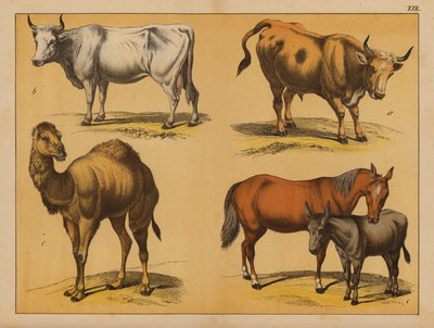 Animales domésticos (litografía en color) de (after) German School