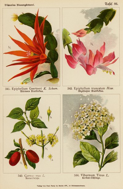 Epiphyllum Gaertneri, Epiphyllum Truncatum, Cornus Mas, Viburnum Tinus (litografía en color) de (after) German School