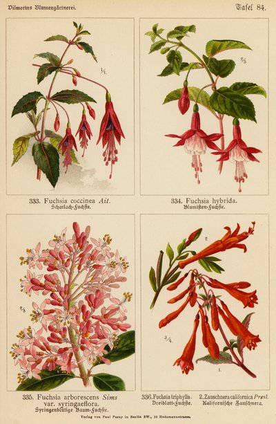 Fuchsia Coccinea, Fuchsia Hybrida, Fuchsia Arborescens, Fuchsia Triphylla, Zauschnera Californica (litografía en color) de (after) German School
