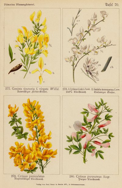 Genista Tinctoria, Cytisus Linkii, Genista Monosperma, Cytisus Paniculatus, Cytisus Purpureus (litografía en color) de (after) German School