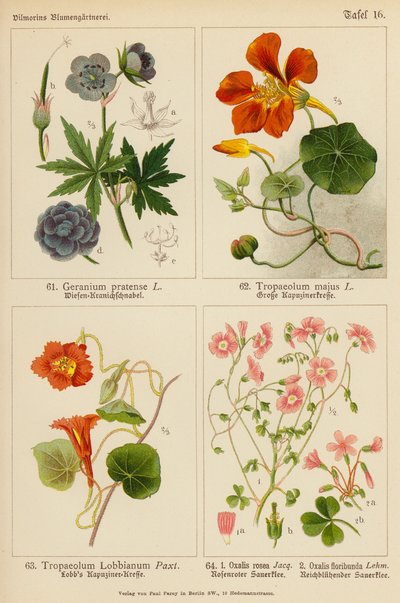 Geranium Pratense, Tropaeolum Majus, Tropaeolum Lobbianum, Oxalis Rosea, Oxalis Floribunda (litografía en color) de (after) German School