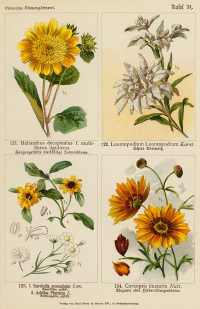 Helianthus Decapetalus, Leontopodium Leontopodium, Sanvitalia Procumbens, Achillea Ptarmica, Coreopsis Tinctoria (litografía en color) de (after) German School