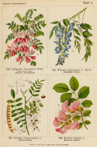 Indigofera Gerardiana, Wistaria Polystachya, Robinia Pseud-Acacia, Robinia Hispida (colour litho) de (after) German School