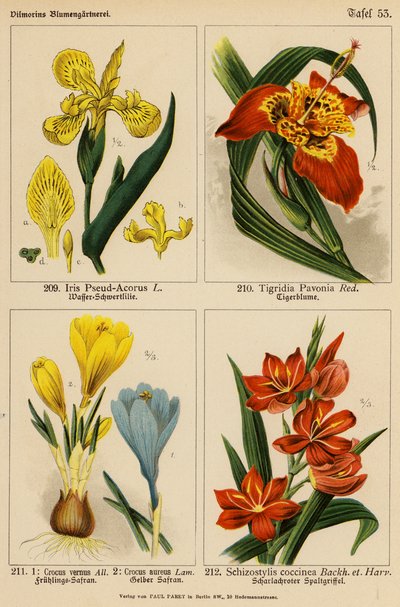 Iris Pseud-Acorus, Tigridia Pavonia, Crocus Vernus, Crocus Aureus, Schizostylis Coccinea (litografía en color) de (after) German School