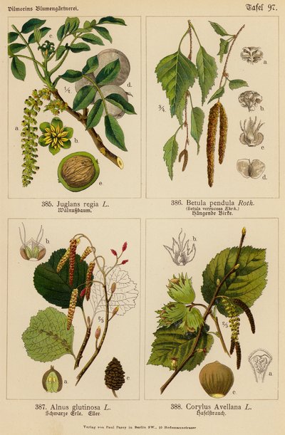 Juglans Regia, Betula Pendula, Alnus Glutinosa, Corylus Avellana (litografía en color) de (after) German School