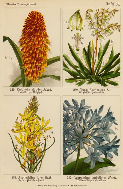 Kniphofia Aloodes, Yucca Filamentosa, Asphodeline Lutea, Agapanthus Umbellatus (litografía en color) de (after) German School